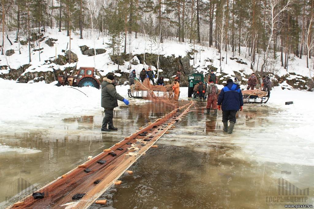 б донки курганская б донки курганская